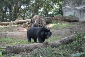 Black bear at Thiruvananthapuram Zoo