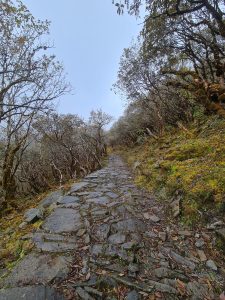 Middle of the forest lies a pathway made of rock.