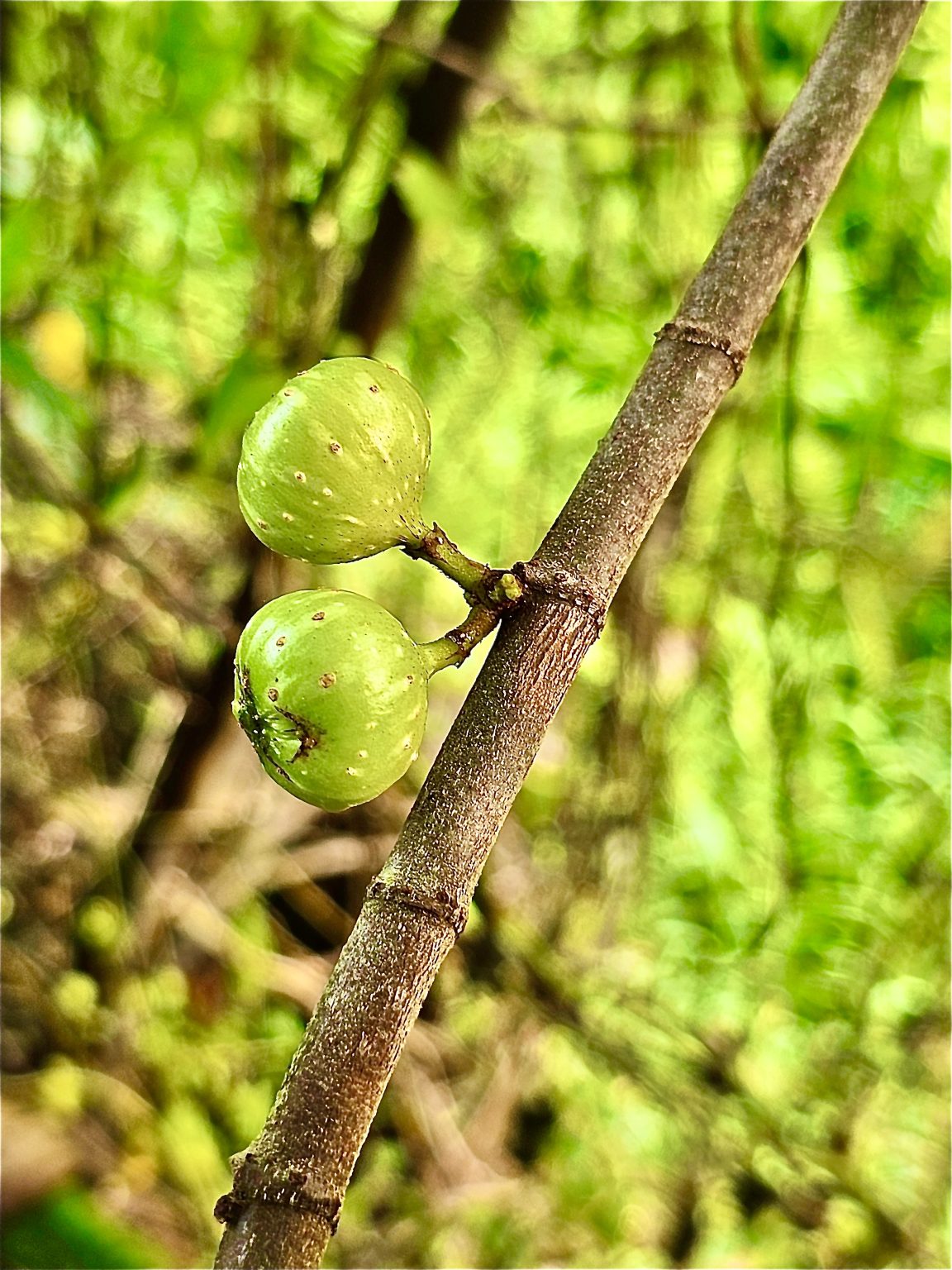 Twin figs of Ficus botryocarpa