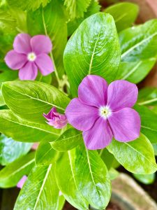 Catharanthus roseus flower & bud. 