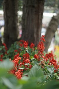 Red coloured flower