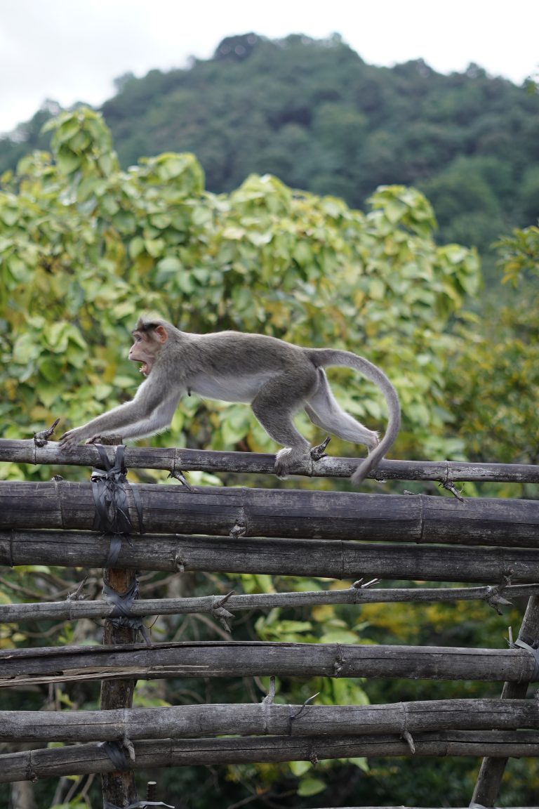 Monkey running