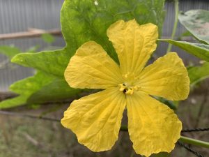 A Yellow Flower
