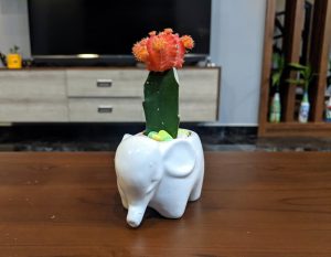 A Red Moon Cactus plant in an elephant-shaped pot sitting on a wooden table. 