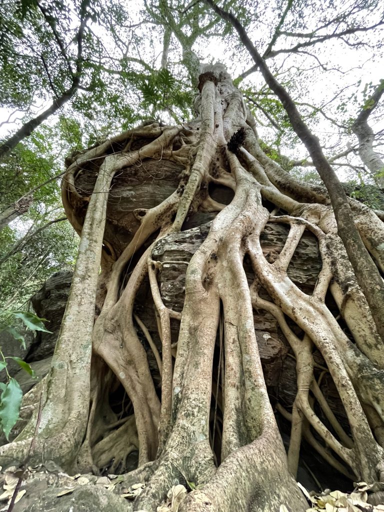 Massive tree roots engulfing a stone structure in a forest, with a complex network of trunks and branches spreading upwards and intertwining with the ruins in “Reserva de Recursos Manejados Ybytyruzú”, Paraguay