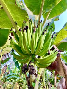 Close view of Tender Nendran Bananas. From Perumanna, Kozhikode, Kerala