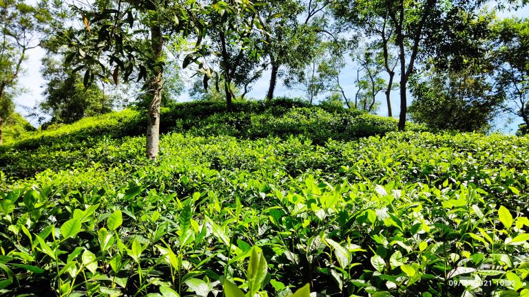 A tea garden on a sunny day in Sylhet, Bangladesh