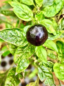 Top view of rounded shape chilli. From Nilambur, Malappuram, Kerala