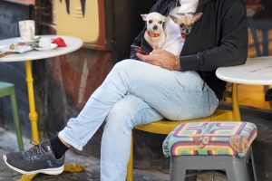 Two cold chihuahuas inside their owner's coat 