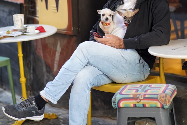 Two cold chihuahuas inside their owner’s coat