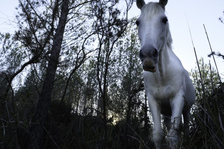 A gentle white horse faces the camera in a serene forest under soft daylight.