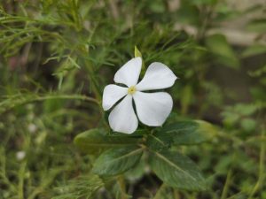 White Flower
