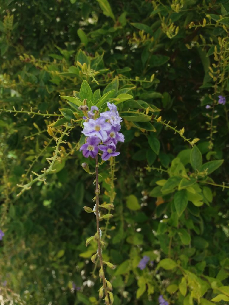 Purple flowering shrub