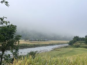 Fantastic paddy view and foggy background in the far! 