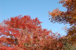 神奈川県　丹沢湖畔の紅葉　/　Autumn Leaves by Lake Tanzawa, Kanagawa Prefecture