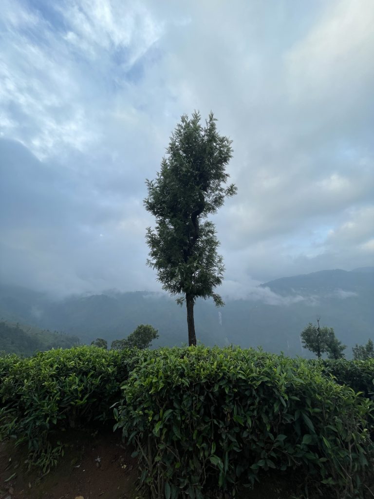 A tree is set against a backdrop of mountains, with a waterfall and mist in the scene.