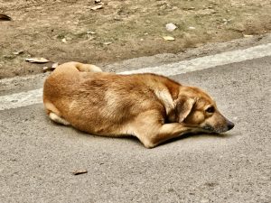 An Indian street dog, from Gulabbagh, Udaipur. 