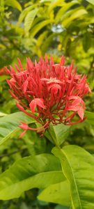  Chinese Ixora.