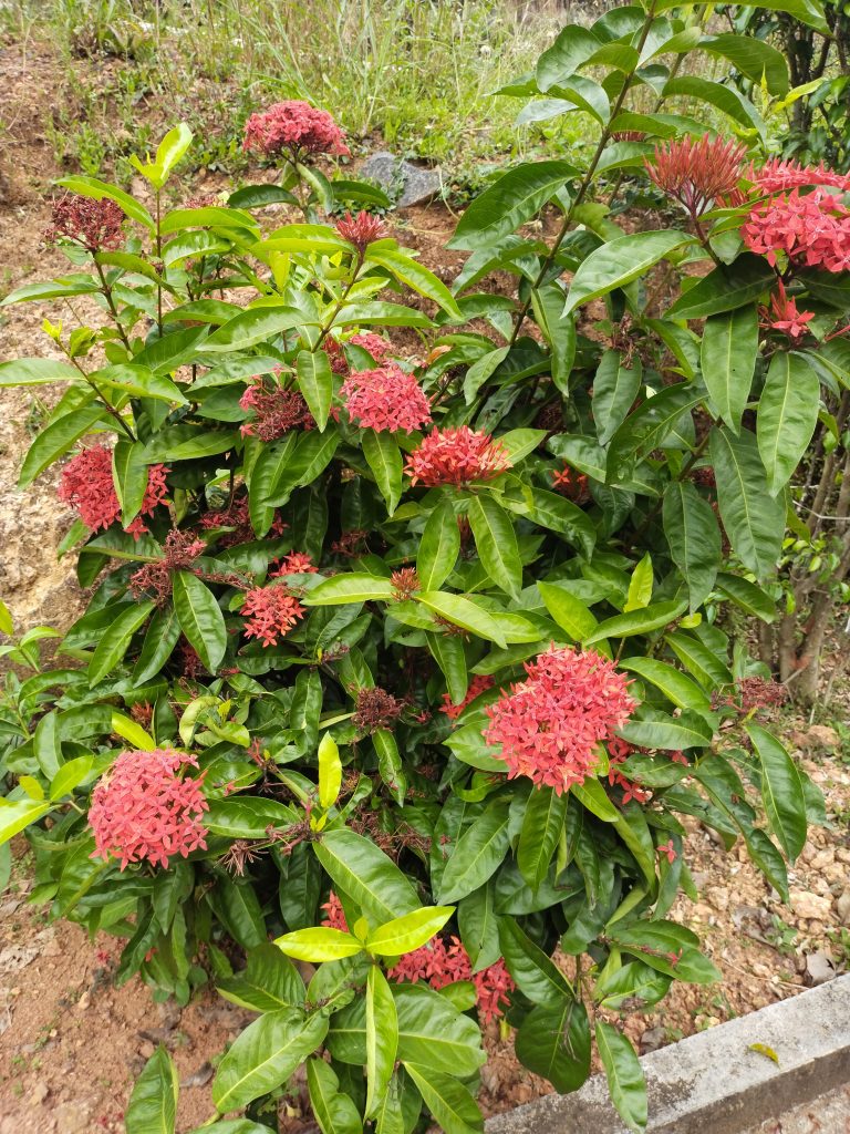 Chinese ixora