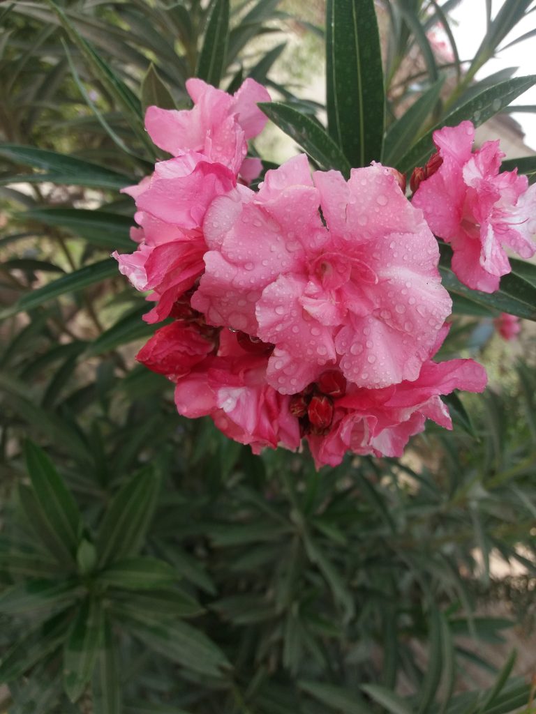 Blush Pink Flowers in plant.