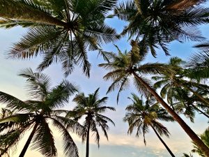 Coconut Trees an evening view from Kadalundy Kadavu Beach, Kozhikode, Kerala