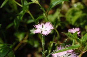 Dianthus hyssopifolius