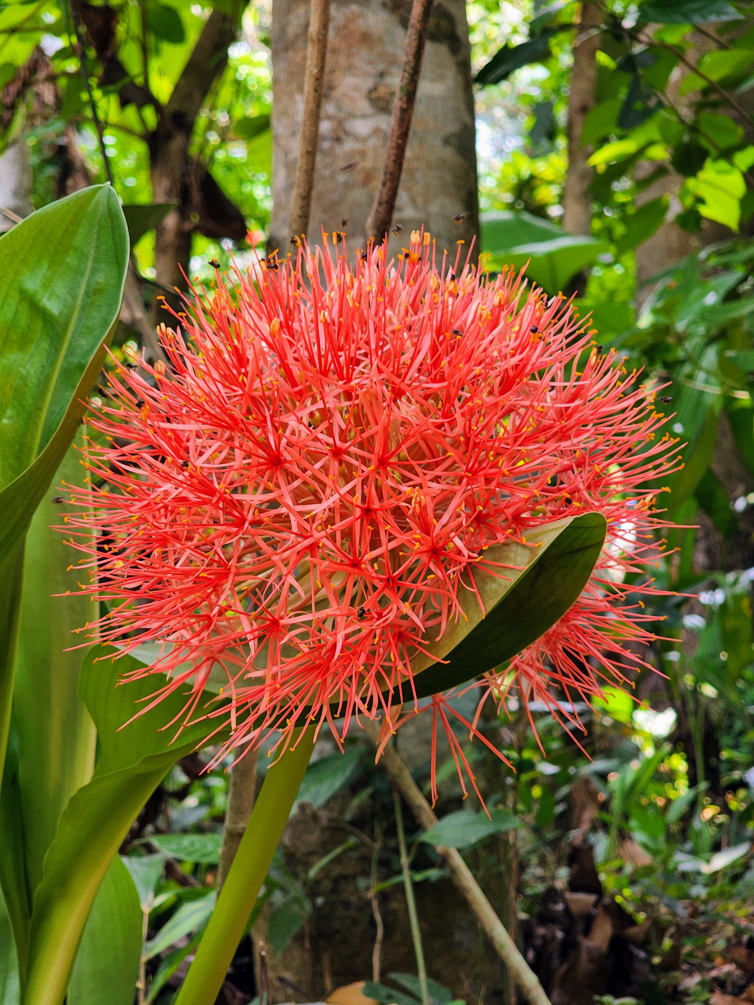 African Blood Lilly
