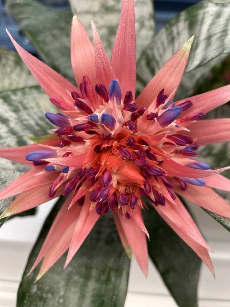 A spiky bright pink urn plant flower with purple tips. Kanahwa County Public Library, Charleston, Kanahwa County, West Virginia