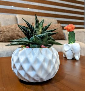 Cactus in a ceramic pot. 