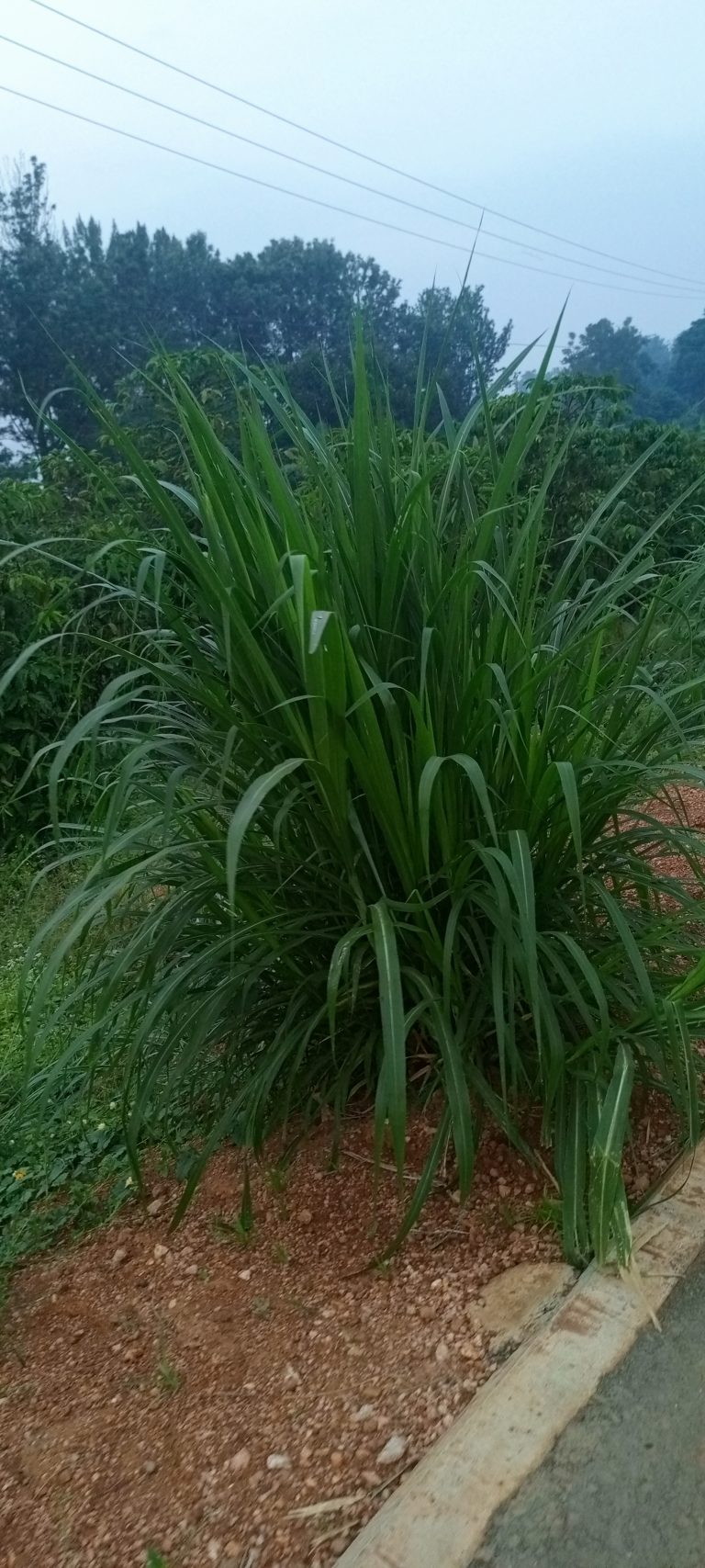 Guatemala grass in Uganda (Photo taken from Masaka city, along Kitovu Hospital road). This kind of grass is very good for cattle especially with zero grazing. It’s great when making silage.