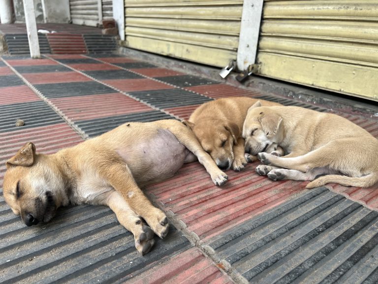 Young dogs all sleeping in a pile.