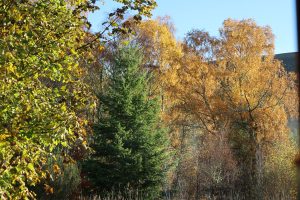 Autumn trees, Strathgarve, Scottish Highlands