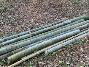 千葉県大網白里市 十枝の森　切り出された竹　/　Ohamishirasato-shi, Chiba Prefecture, Toeda's forest:Cut bamboo