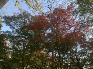 千葉県大網白里市 十枝の森　夕陽を受ける紅葉　/　Ohamishirasato-shi, Chiba Prefecture, Toeda's forest:Autumn leaves catching the setting sun