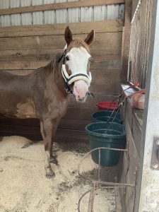 Horse in a barn