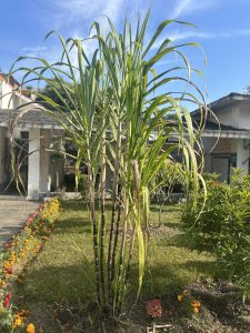 Cultivating sugarcane in a petite backyard.

