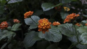 The image shows a cluster of orange-red flowers in focus, with a background of green leaves. The flowers appear vibrant against the greenery. The leaves have a textured surface, and the overall image is well-lit, suggesting an outdoor setting.
