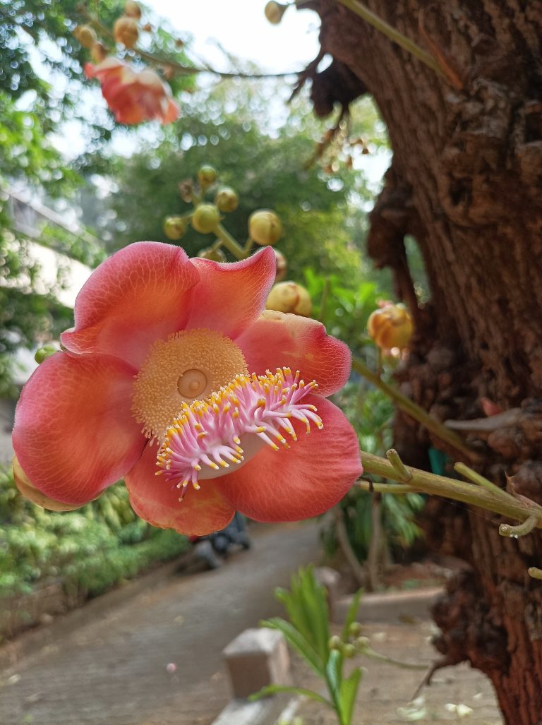 Couroupita Flower