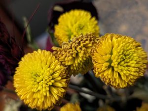 Three dried up yellow flowers.