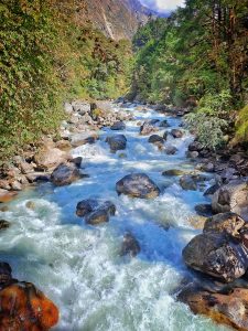 A river runs through the heart of the jungle.