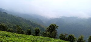 Tea Estate Dolphin's Nose, Coonoor, Ooty