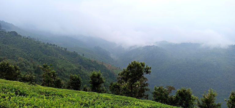 Tea Estate Dolphin’s Nose, Coonoor, Ooty