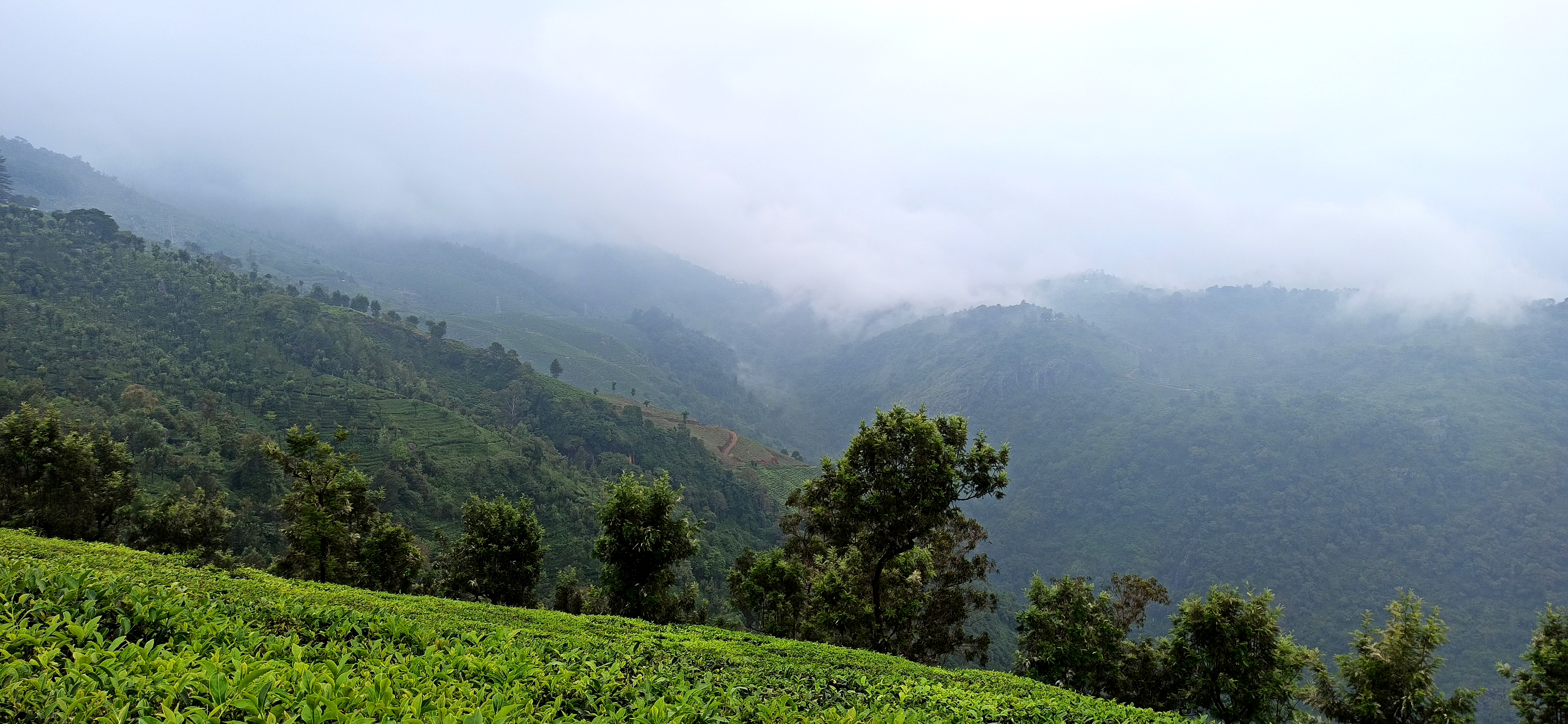 Tea Estate Dolphin's Nose, Coonoor, Ooty