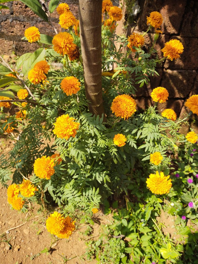 Red marigold flower