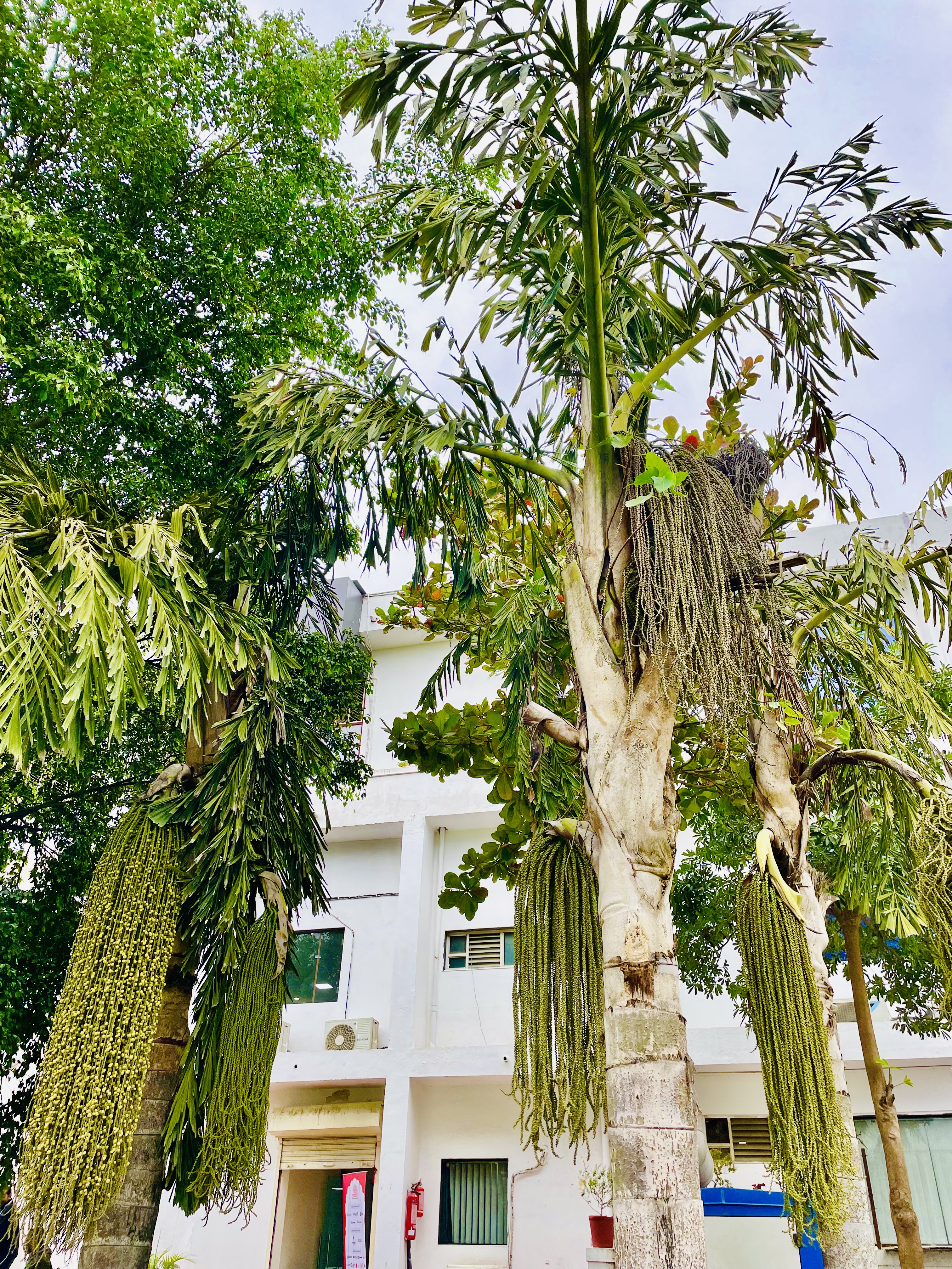 Caryota palm trees. It is often known as fishtail palms. From Udaipur.