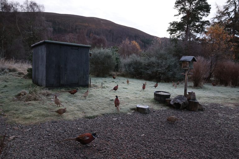 Pheasants on a frosty November morning in Strathgarve, Scotland