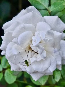 A white rose and a grasshopper, from a Garden.