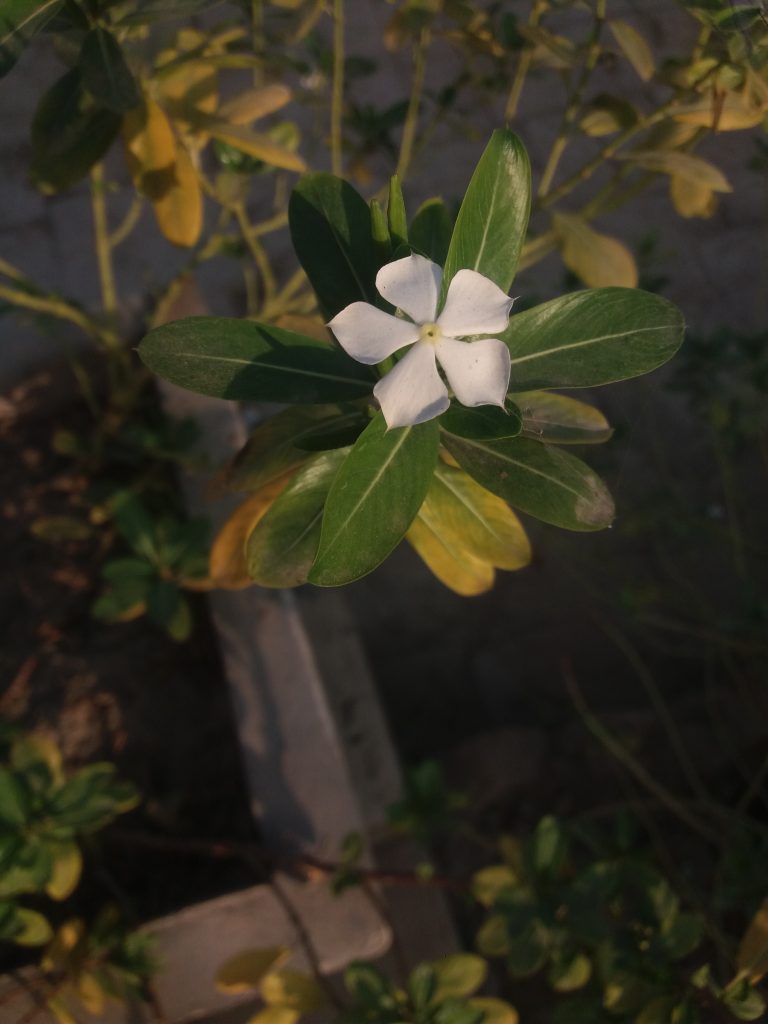 white five petal flower