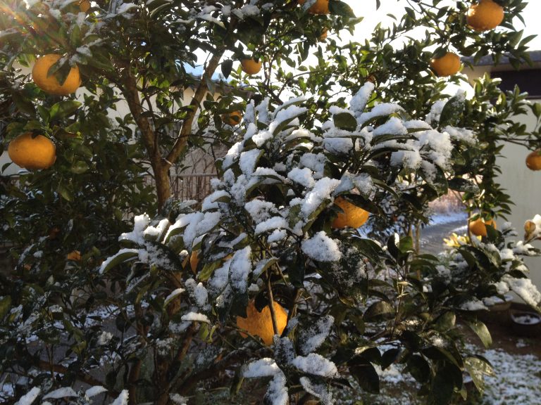 Snow piled on tangerine trees