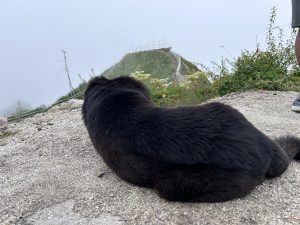 A dog sitting on the top hill!